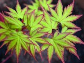 Acer_palmatum_sango_kaku1 (1)